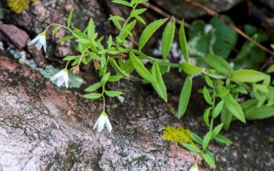 Lost Flower is Found Again: Campanula aparinoides