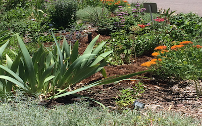 Front Range Native Plants Workshop