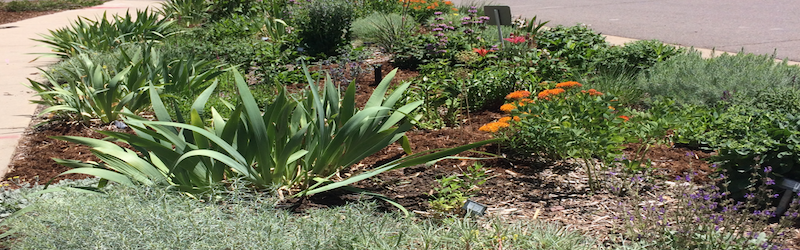 Front Range Native Plants Workshop