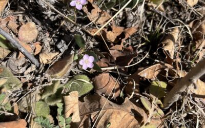 Douglas County in Bloom: Claytonia rosea