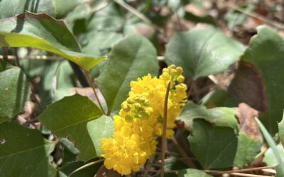 Douglas County in Bloom: Berberis repens