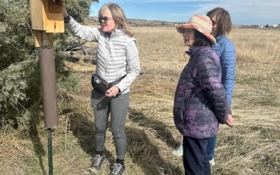 Volunteer Highlight: Bluebird Monitors at Hidden Mesa Gardens