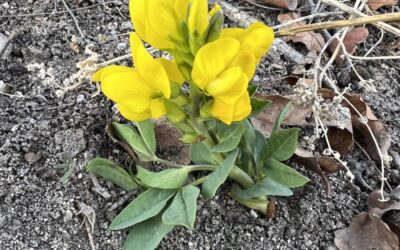 Douglas County in Bloom: Thermopsis rhombifolia var. divaricarpa