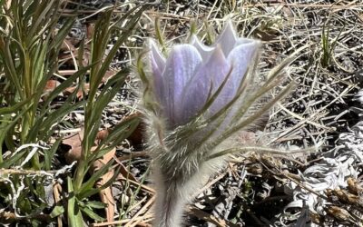 Douglas County in Bloom: Pulsatilla nuttalliana ssp. multifida