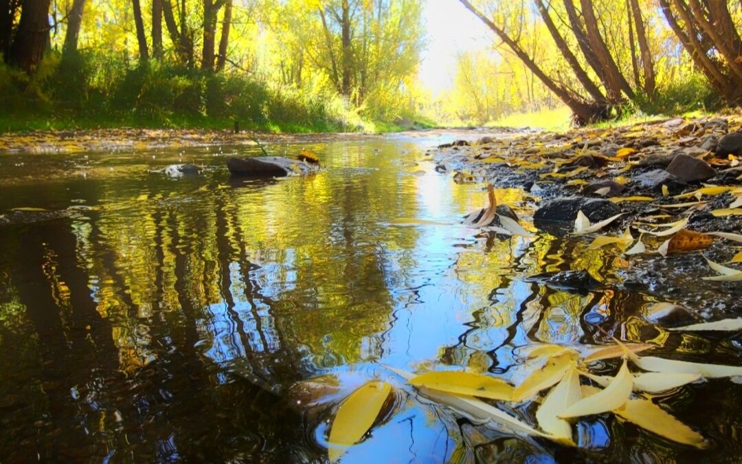 Celebrate World Wetlands Day!