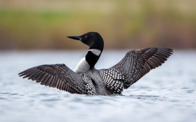 World Migratory Bird Day