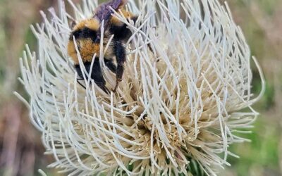 Celebrating Our Pollinators