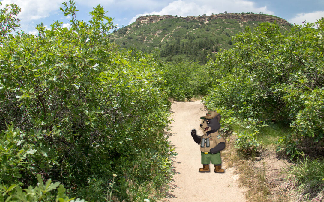Wildflowers in Wild Places: Agents of Discovery