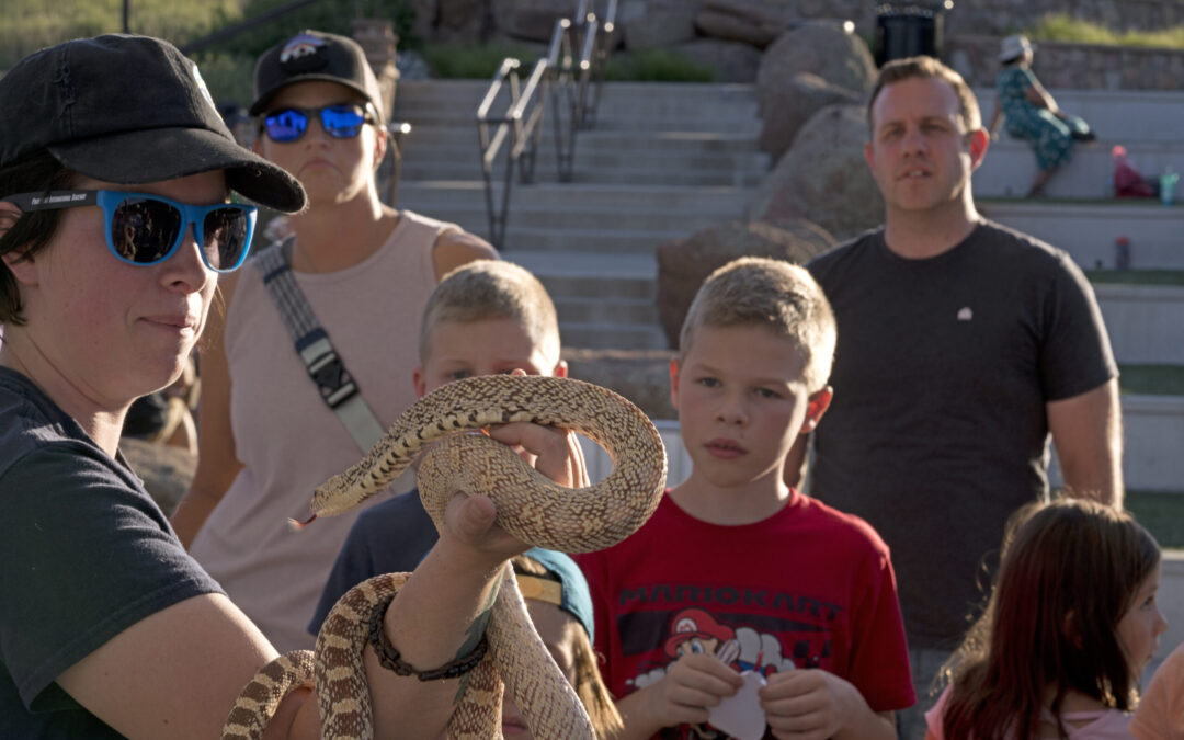 Reptiles Under the Rock