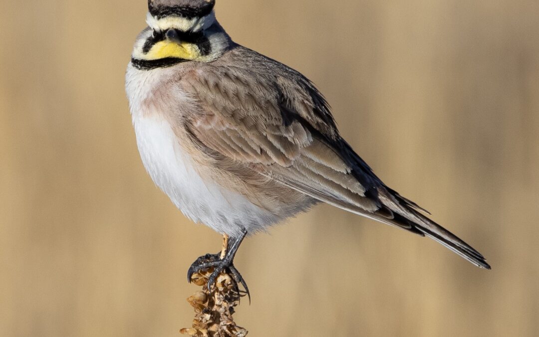 Neonicotinoids: Quiet Toxins with Big Ecological Consequences