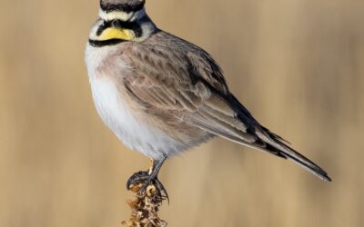 Neonicotinoids: Quiet Toxins with Big Ecological Consequences