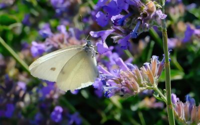 May Watercolor Class: Butterflies