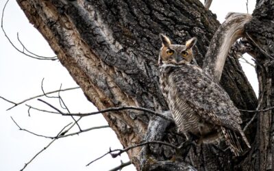 2026 Memorial Day Bird Count