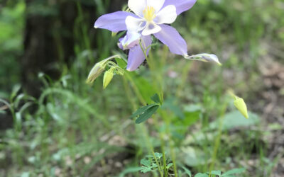 Colorado Columbine Challenge