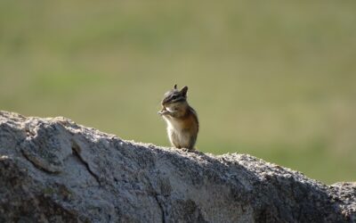 International Day of Biodiversity