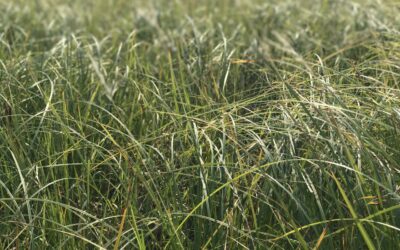 Plant Biology 101 Lecture- Virtual