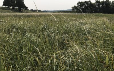 National Grasslands Week