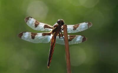 August Watercolor Class: Dragonflies