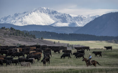 Moove Over For Cattle: Cattle Grazing on DLC Open Space Properties